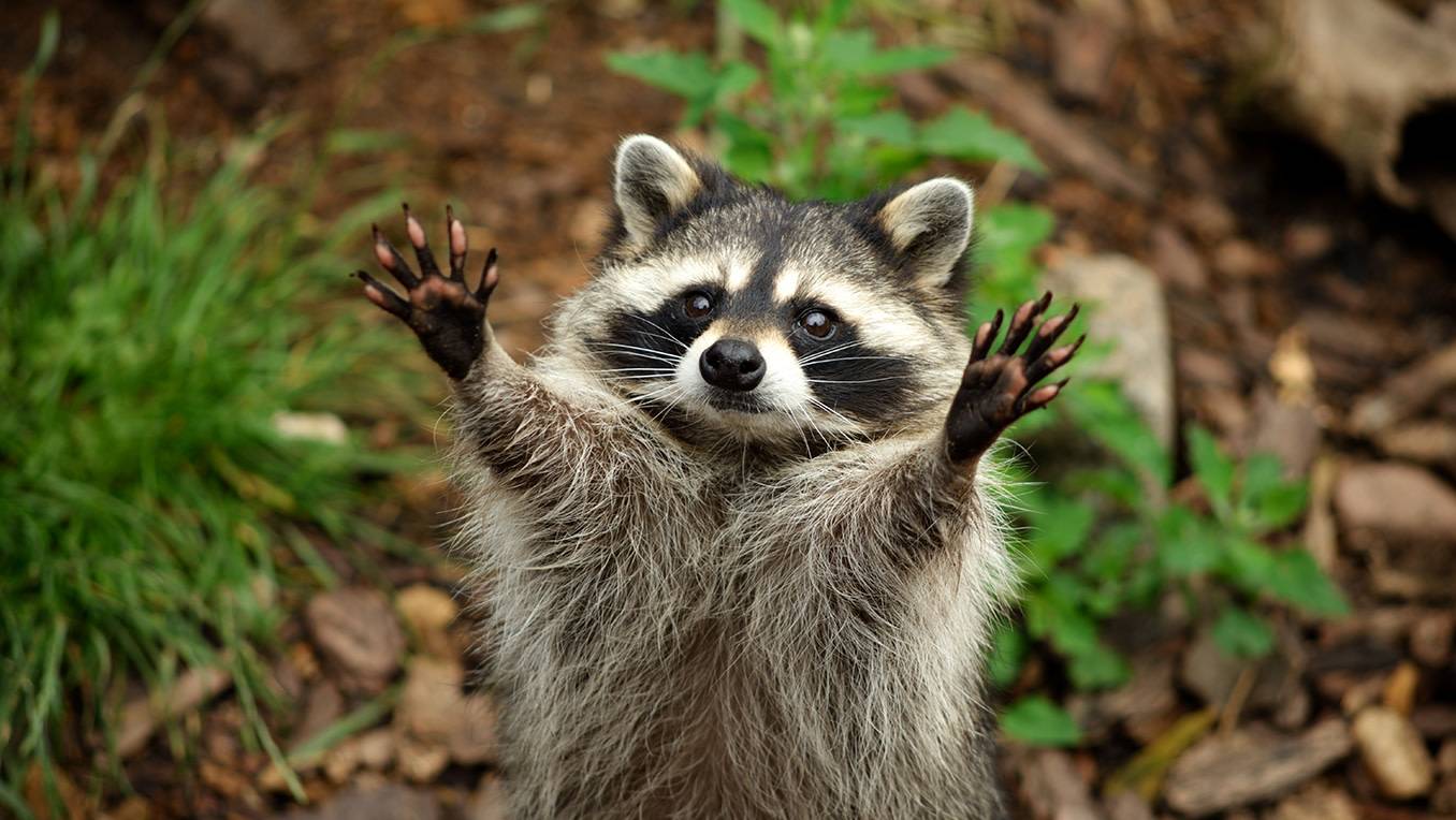 A raccoon stands playfully on its hind legs and looks directly at the camera with both arms raised in the air